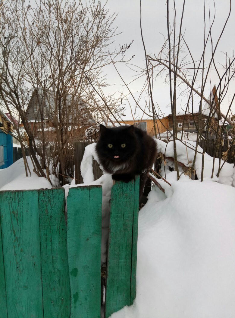 Очень колоритные уличные коты. Часть 3: спецвыпуск в честь Дня кошек в России