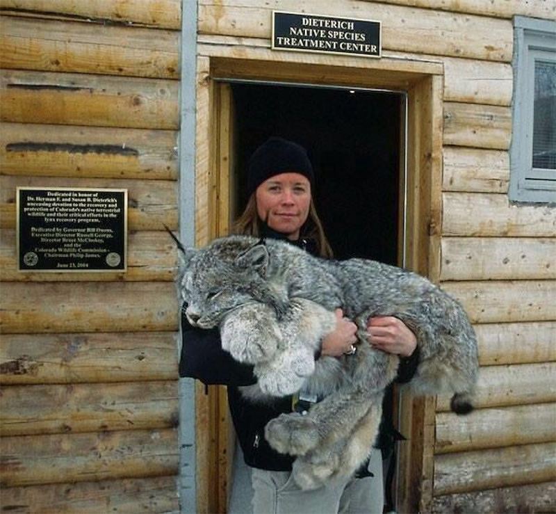 “Котик” с огромными лапками-снегоходами… Вы должны его увидеть!