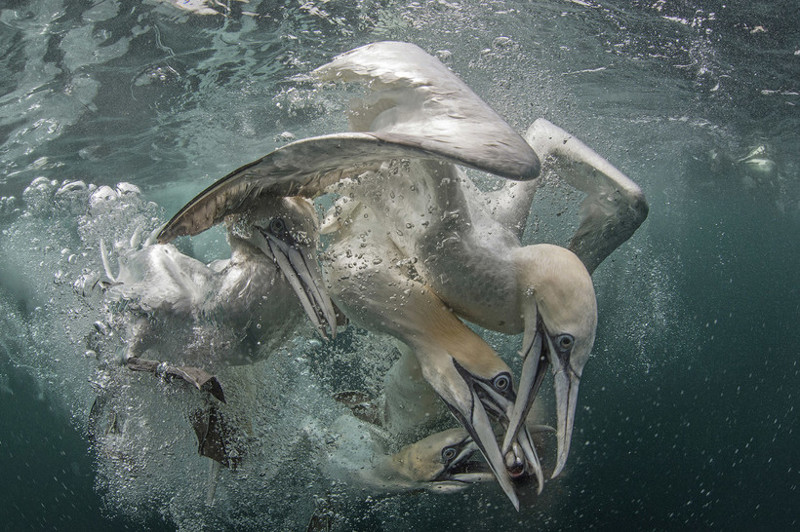 Самые впечатляющие работы конкурса подводной фотографии Underwater Photographer of the Year 2017