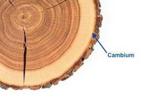 Камбий - это что? Расположение, роль и основные функции
