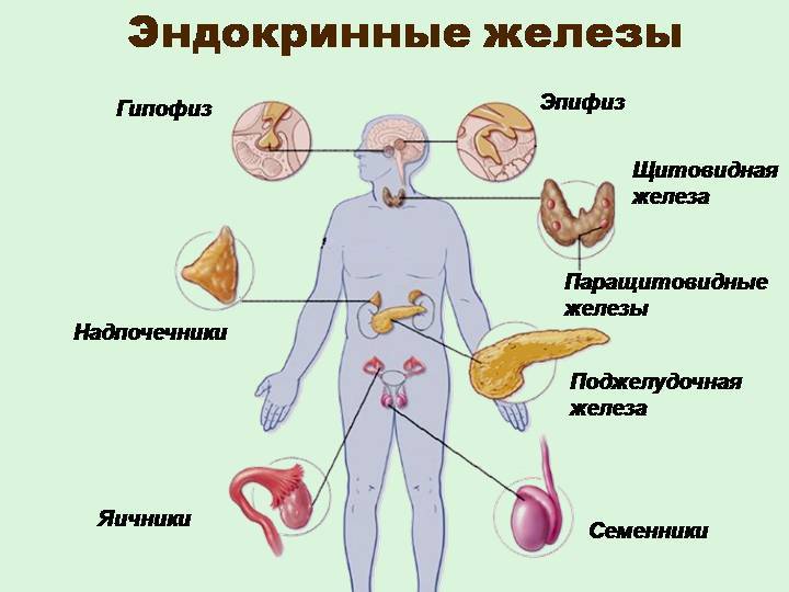 Упражнения для улучшения работы эндокринной системы