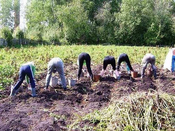 Дача, настало твое время!