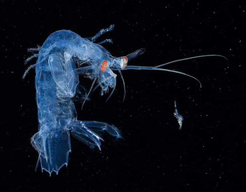 Самые впечатляющие работы конкурса подводной фотографии Underwater Photographer of the Year 2017