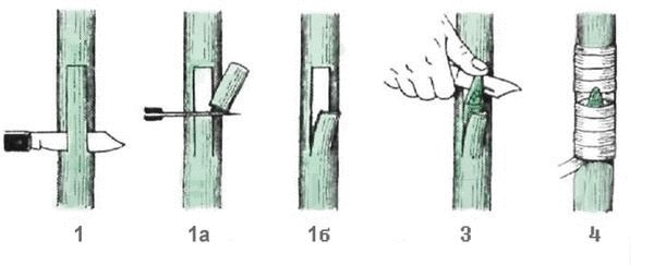 Что такое окулировка плодовых растений и как ее правильно выполнить