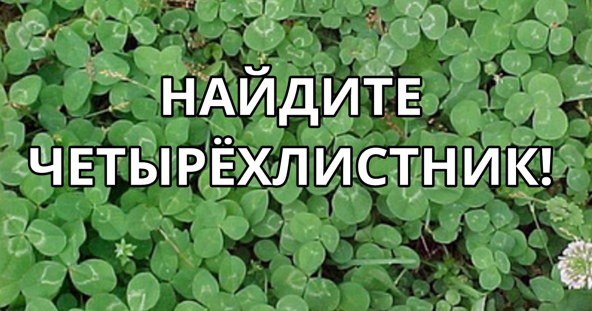 Если сможете найти 4-листный клевер за 1 минуту, ваше желание исполнится! 