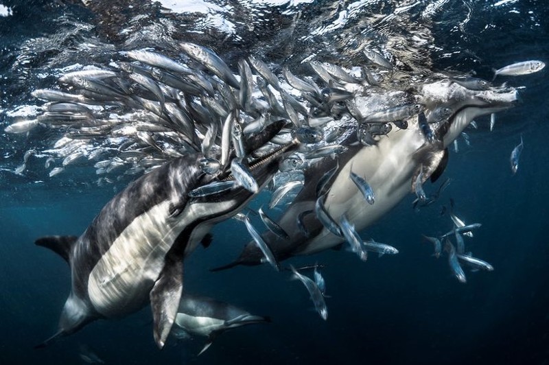 Самые впечатляющие работы конкурса подводной фотографии Underwater Photographer of the Year 2017