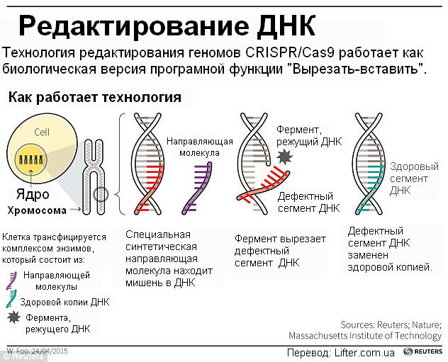 Сегодня весь мир празднует победу над ВИЧ: Вылечено ПЕРВОЕ животное! 