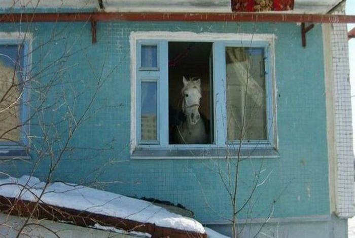 А из нашего окна тётя голая видна! Чего только не увидишь, выглянув в окно утром