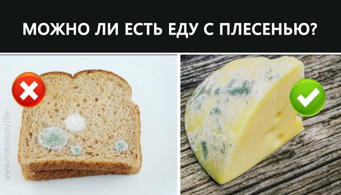 Можно ли есть еду с плесенью? Вы не поверите…