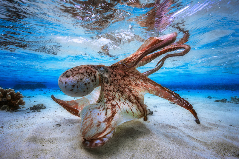 Самые впечатляющие работы конкурса подводной фотографии Underwater Photographer of the Year 2017