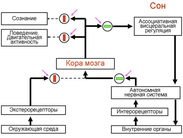 Иван Пигарёв: Зачем нам нужен сон и почему мы видим сны