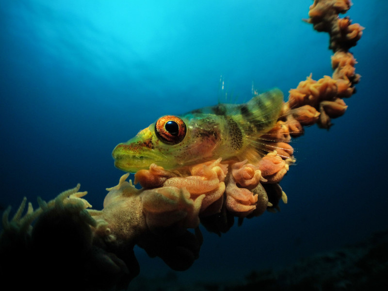 Самые впечатляющие работы конкурса подводной фотографии Underwater Photographer of the Year 2017