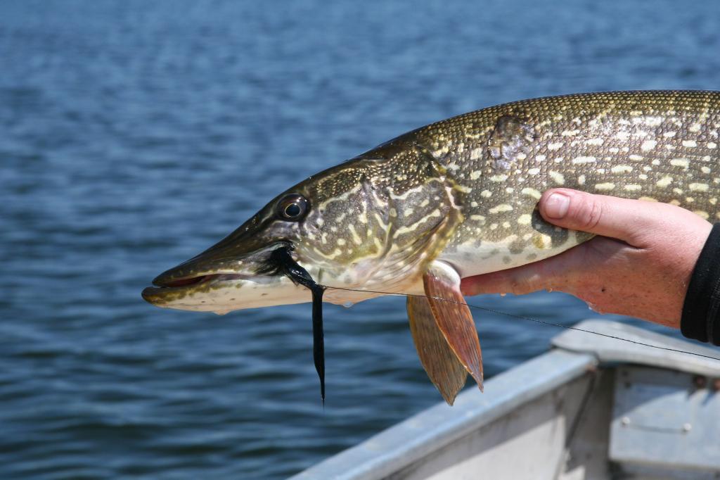 Рыбалка на Вилейском водохранилище