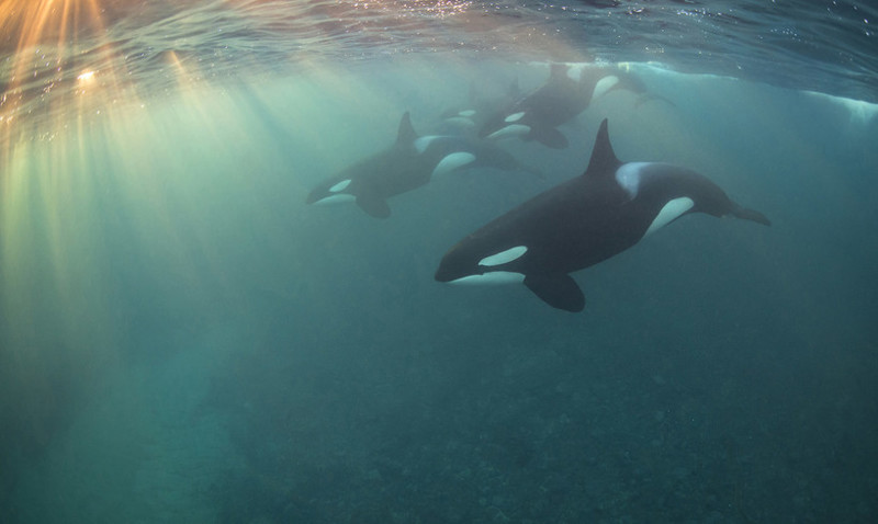 Самые впечатляющие работы конкурса подводной фотографии Underwater Photographer of the Year 2017