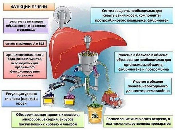 12 любопытных фактов о печени - самом большом внутреннем органе человека