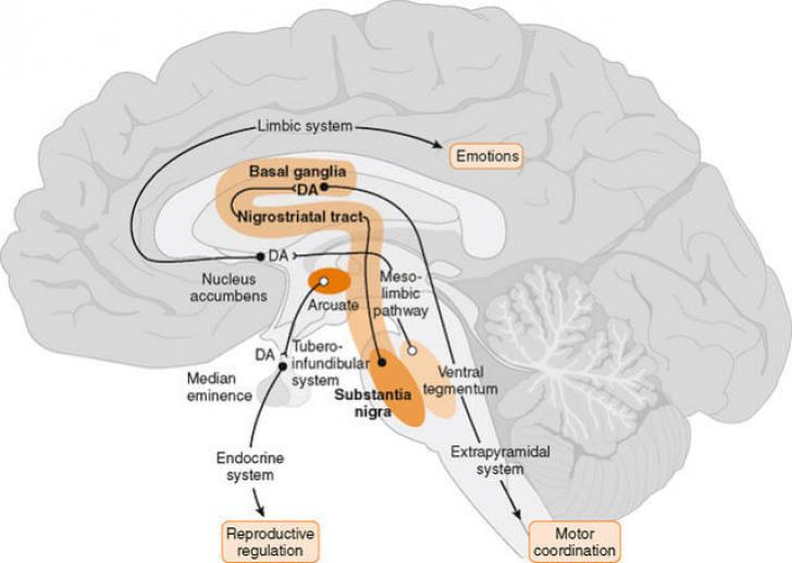 В пути мозги. Дофаминергическая система головного мозга. Нигростриарный дофаминовый путь. Дофаминовые пути головного мозга. Дофаминовые рецепторы головного мозга.