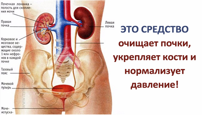 Очищает почки, укрепляет кости и нормализует давление… Знаете, что это?