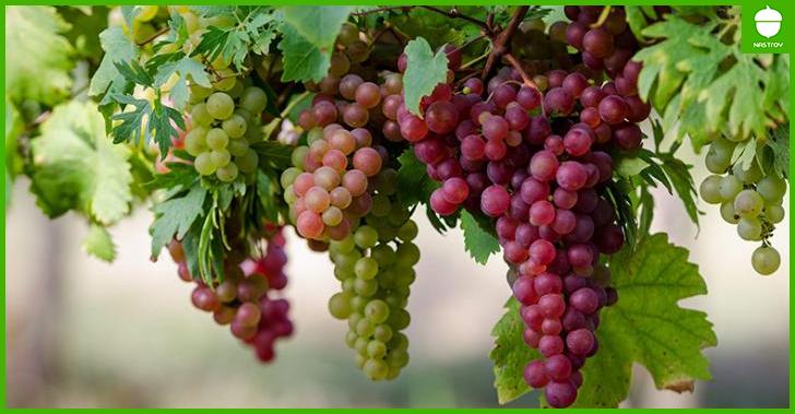 Секреты небывалого урожая винограда