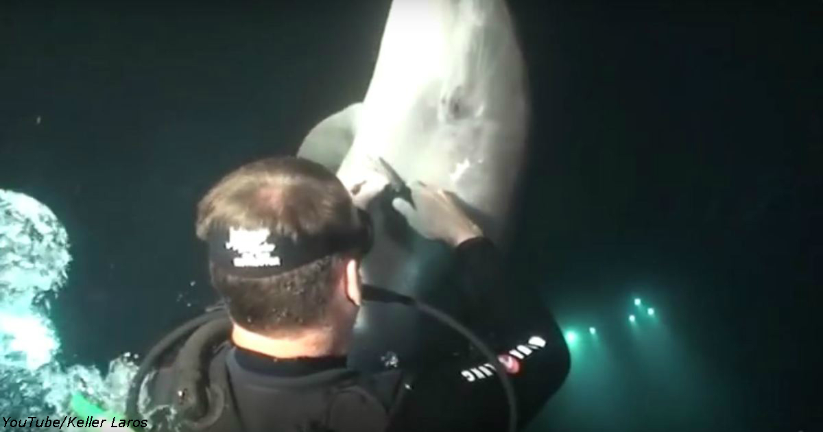 Раненый дельфин попросил людей о помощи – и это удалось снять на видео!