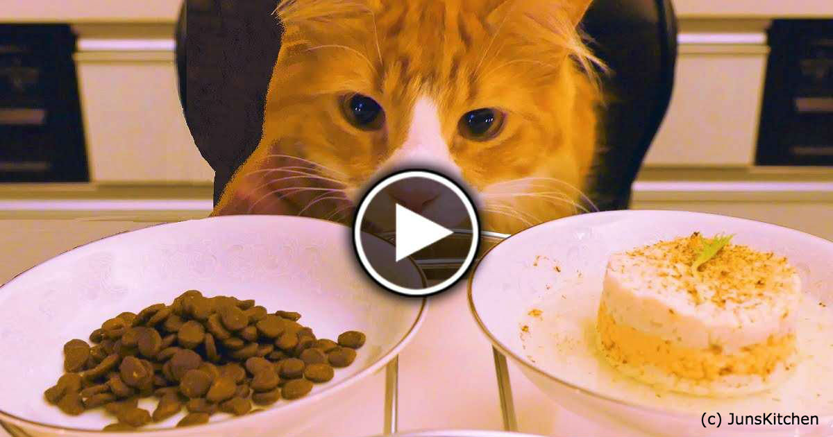 Этот кот дегустатор. Как думаете, что он выберет: корм или домашнюю еду?