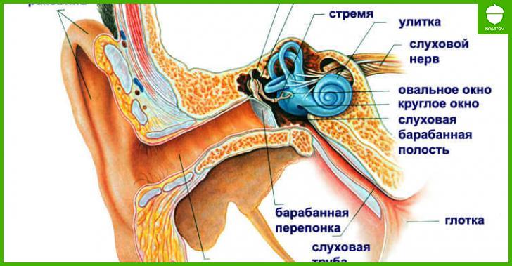 Точки, которые быстро избавят от боли в ухе