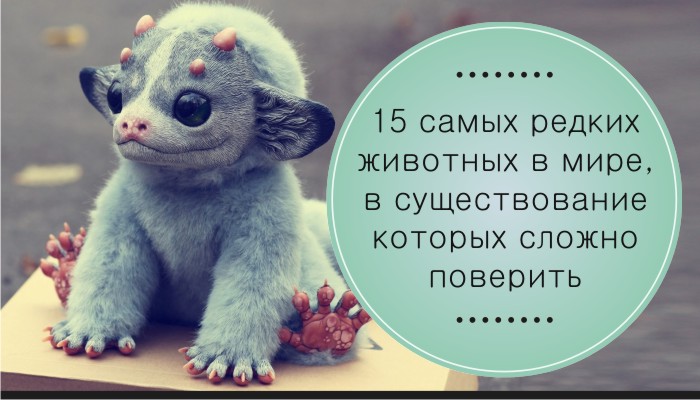 15 самых редких животных в мире, в существование которых сложно поверить