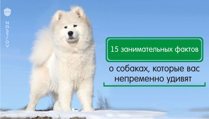 15 занимательных фактов о собаках, которые вас непременно удивят