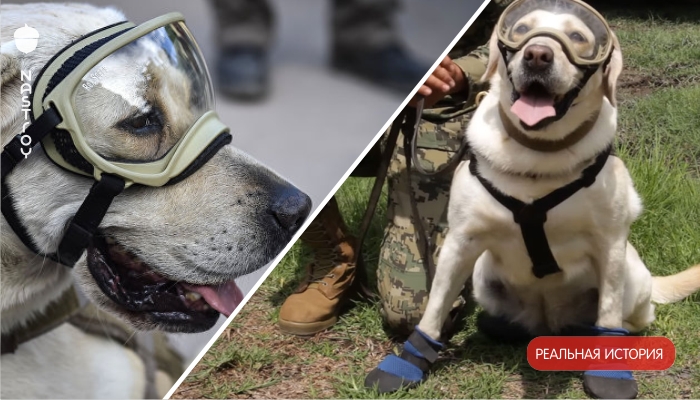 Мексиканцы просят разместить образ собаки спасателя Фриды на банкноте