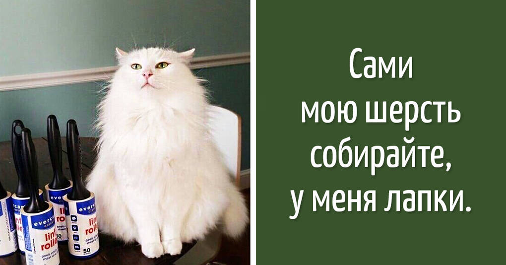 У меня лапки. Не могу у меня лапки. Котик у меня лапки. Демотиватор у меня лапки. У меня лапки прикол.