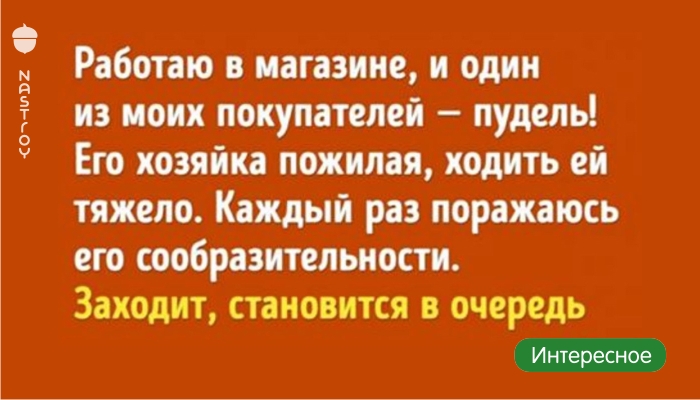 10 историй о том, что преданней собаки нет никого!