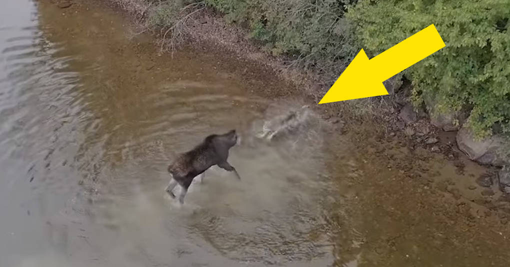 Канадец случайно снял на дрон нападение волка на лося, стоявшего в озере, и их битву стоит увидеть