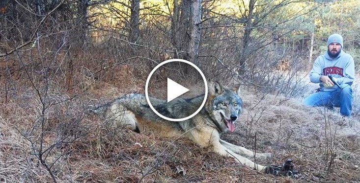 Охотник увидел волка, попавшего в капкан. Дальше он сделал то, что не рискнул бы никто!