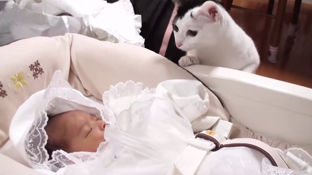 Первые знакомства младенцев и кошек. Посмотрите, как много любви в этом видео!