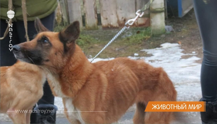 Жительница Ржева устроила в своей квартире настоящий Освенцим для собак