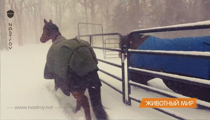 Хозяин выпустил лошадей погулять в снегопад, и их реакция рассмешила интернет