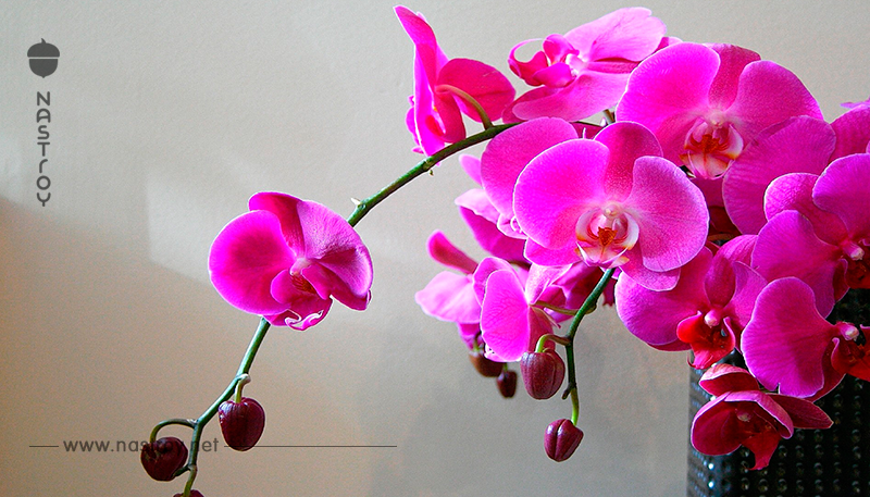 Как «заставить» зацвести орхидею