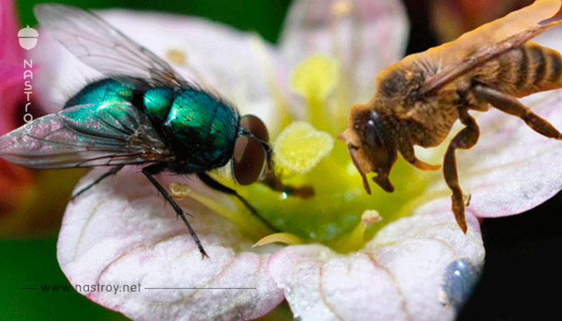 Притча о пчеле и мухе: для тех, кто привык обвинять других