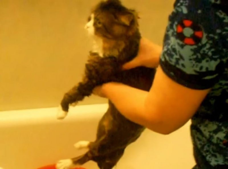 Кот не любит купаться и крепко матюкается на хозяйку (Видео)