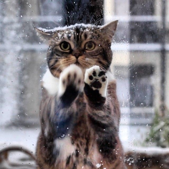 Кошка пришла к людям просить о помощи, в снегу замерзали ее котята