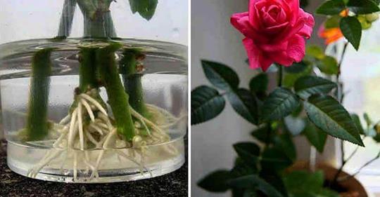 Как укоренить розу из букета