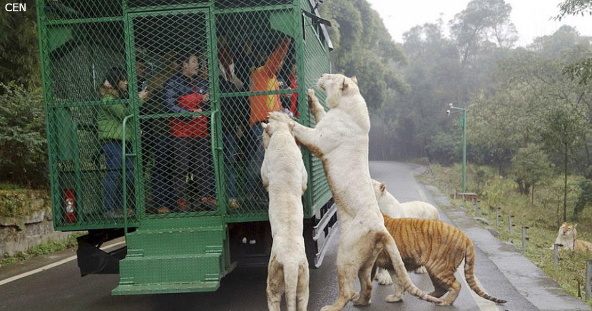 В Китае есть зоопарк, где в клетках   люди, а гуляют – животные