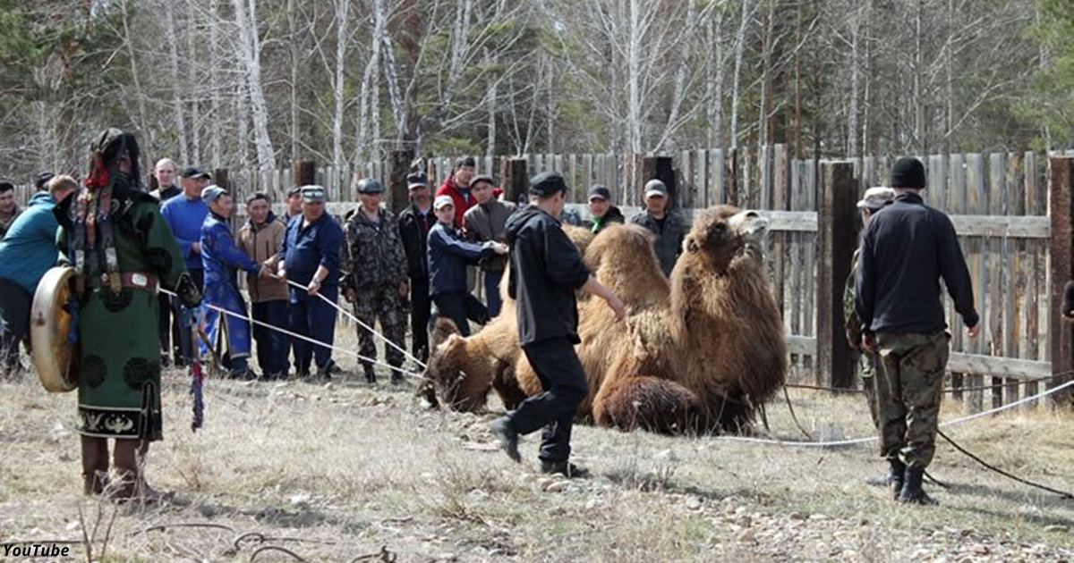 Шаманы Бурятии сожгли 5 верблюдов ради обряда «на укрепление России»