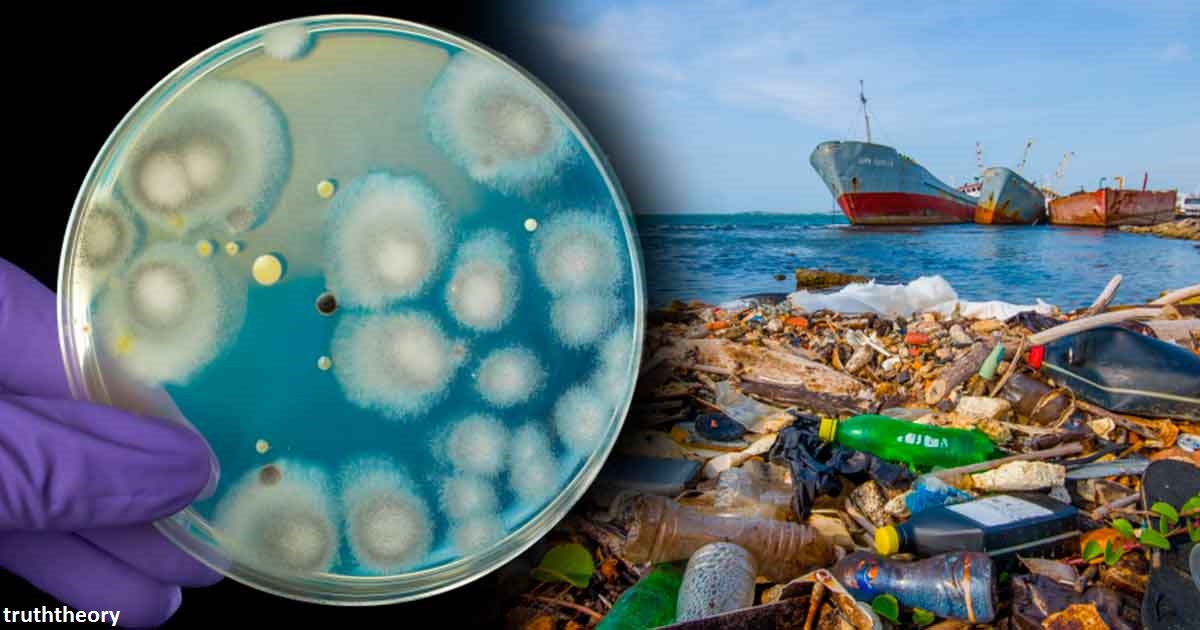 В Пакистане обнаружен грибок, который может ″съесть″ весь пластик на Земле