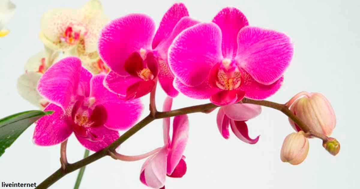 Орхидеи   сильный талисман. Вот все приметы, с ними связанные