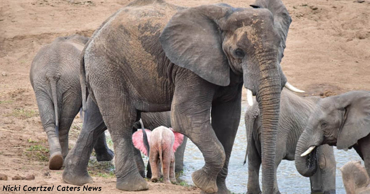 Исключительно редкий слоненок альбинос появился в ЮАР. Вот фото