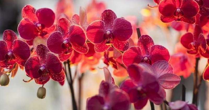 Орхидея сильный женский талисман! Приметы про орхидею в доме!