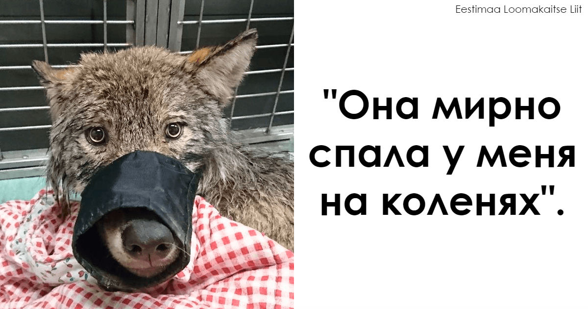 3 рабочих в Эстонии спасли «собаку» в замерзшем озере   они не знали, что это волк