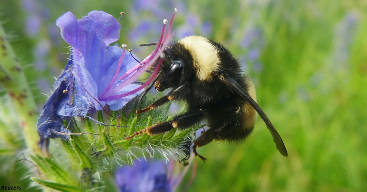Франция первой Европе запретила все пять пестицидов, убивающих пчёл
