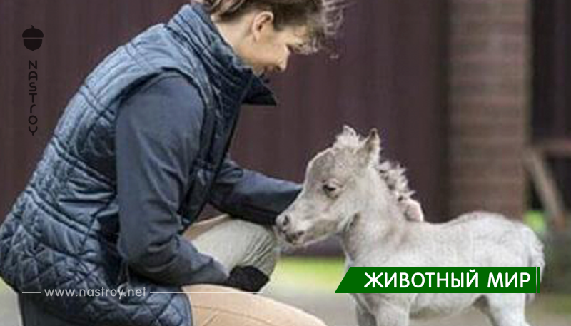 В Ленинградской области родился самый маленький конь в мире.