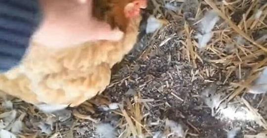 Фермер заметил, что его курица ведет себя странно, и тогда он последовал за ней